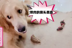 回城第一顿，狗狗吃肉骨头，啃的有滋有味！隔着屏幕都闻得到香视频封面