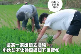 婆家一家人出动插秧 小伙却不让外国媳妇下田干活 情话一套接一套视频封面
