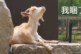老山羊也萌，瞌睡了脚还在不停挠痒痒视频封面
