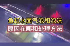 鱼缸水面上缸壁边堆积大量气泡，有八个原因造成的，相应处理方法视频封面