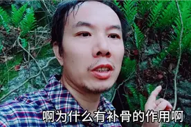 骨碎补为什么有补钙和促进钙化的作用？小六现场告诉给大家