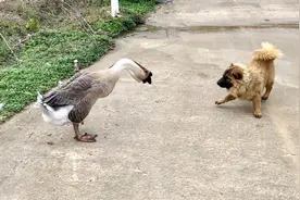 大鹅越来越嚣张了，连狗都敢打视频封面