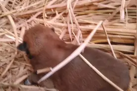 刚生下三天的田园犬小奶狗，哭喊着找妈妈，声音凄凉让人听了心碎视频封面