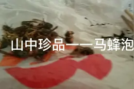 马蜂酒一一极品风湿圣药视频封面