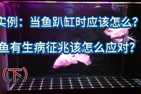实例讲解当鱼趴缸该怎么办，鱼有生病征兆该怎么应对？视频封面