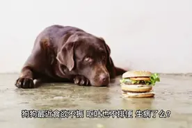 狗狗食欲不振，呕吐，不排便是不是生病了，作为主人你要了解一下