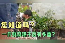 种大蒜的老乡！您知道一斤鲜蒜晾干后有多重？数据亲测拿走不谢！视频封面