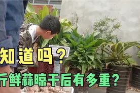 种大蒜的老乡！您知道一斤鲜蒜晾干后有多重？数据亲测拿走不谢！