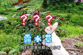 兔子不能吃露水草，你是否有听到过这样的传闻，来看看真相视频封面