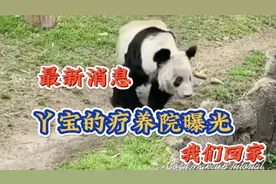 第31集:丫宝最新动态，康复疗养院曝光，离见丫宝又进了一大步！视频封面