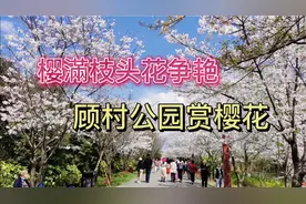 近日正值樱花盛开进入最佳观赏期，前往顾村公园观赏实拍。