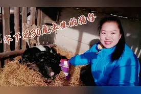 东北大哥在山里养了几百头藏香猪，猪可以出栏了，大哥却说太难了视频封面