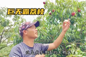 广西灵山80后果农发现巨无霸荔枝，个头比鸭蛋还大，剥开令人惊讶视频封面