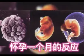 怀孕一个月的反应视频封面