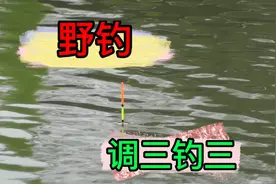 野钓:调三钓三太灵敏了，浮漂的小动作都可以看得出来，建议收藏视频封面