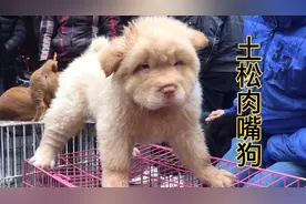 肉嘴狗杂交土松，很多人会误认为是五红犬，开价八百也非常抢手。