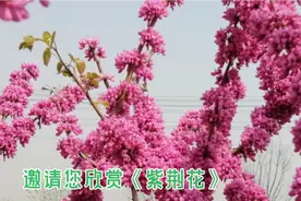 #紫荆花语@中视频伙伴计划官号视频封面