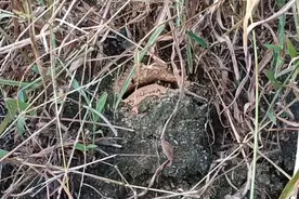 这窝青米蜂在别人家的包谷地里面，还好发现及时，成功拿下颖货