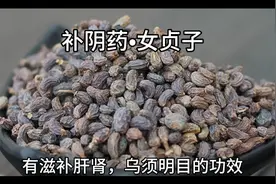 女贞子，此果极像人的肾脏，把中医以形补形的作用诠释的淋漓尽致视频封面