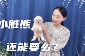 小比熊15天没洗澡，臭的不能要了，洗完赶紧送新家吧视频封面