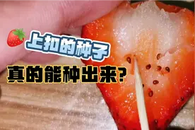 厉害了！草莓上扣的种子，真的能种出来？我教你！视频封面