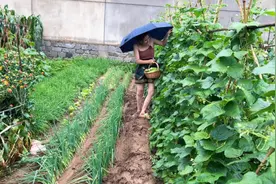 曹先生：这是我媳妇回农村一个月以来最狼狈的一次，鞋都干丢了视频封面