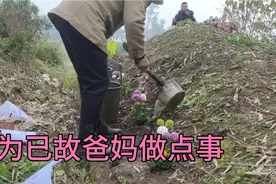 双妹爷爷把爸妈坟墓上的杂草除了后，种了多种菊花视频封面
