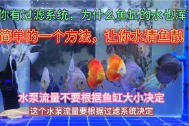 养鱼你有过滤系统？水也是浑浊不清，简单一个方法，让你水清鱼靓视频封面
