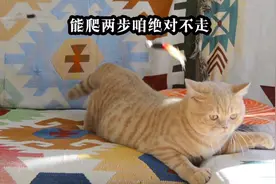 喵界未解之谜：橘猫的胖究竟源自于馋？还是懒？