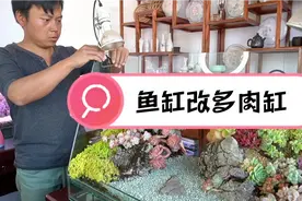 多肉哥用鱼缸做的多肉缸，半年后多肉还是一样的漂亮视频封面