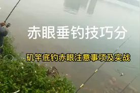 赤眼垂钓技巧分享给大家，矶竿底钓赤眼注意事项及实战鱼获拉法法视频封面