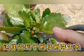 长寿花开败修剪后爆侧枝侧芽，侧芽周围出现肥大的老叶片要及时剪视频封面
