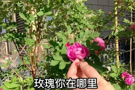 治愈心灵的是海边种满玫瑰花的小房子大院子视频封面