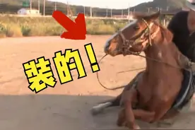 马得了怪病，一骑就瘫软在地，兽医：一切都是它装出来的！