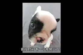 女孩的宠物鸡，被父母炖了。视频封面