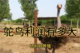 一只鸵鸟一年900饲料钱，200斤出80斤肉，一斤卖55元视频封面