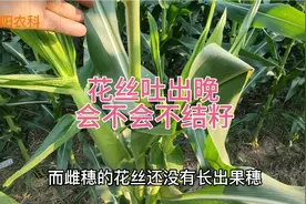 玉米雄穗已经开花，果穗花丝没有吐出，果穗会不会不结籽