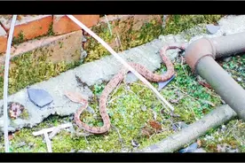 蝮蛇——据说这算是峨眉最毒的蛇🐍了。视频封面