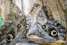 补肺益肾，定喘止咳，补虚动物药蛤蚧视频封面