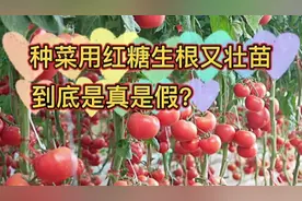 种菜用红糖生根又壮苗，是真是假？什么原理？看完终于明白了视频封面