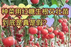 种菜用红糖生根又壮苗，是真是假？什么原理？看完终于明白了视频封面