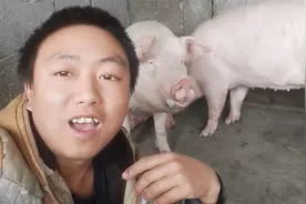 蓝耳病的症状，5个点让你判断，80后养猪小伙知识经验分享视频封面