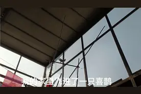 打开家门一只喜鹊居然在院里飞舞，好惊喜呀。哈哈哈视频封面