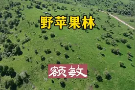 中哈边境的额敏县，有片千年的野生苹果林，大美不过如此！视频封面