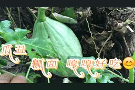 咱家大丑瓜 甜面的哦，瓜是丑了点但是好吃啊，教你挑面瓜 掐它视频封面