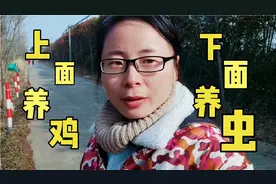 上面养鸡，下面养虫，我养10万条虫处理鸡粪#新农人#三农#环保视频封面