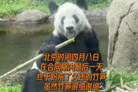 四月八日：丫宝终于在合同期最后一天吃上竹笋，走路都自信带风啦视频封面