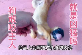 一只敢咬主人的狗就是凶猛吗？这是胆小敏感的反应，那要怎么纠正视频封面