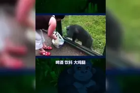搞笑:这是一个有故事的猩猩视频封面