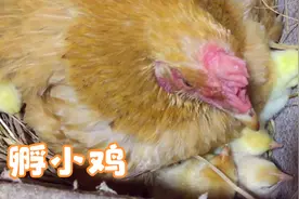 在大嫂的悉心照料下，母鸡成功把一窝鸡蛋孵化成呆萌可爱的小鸡视频封面